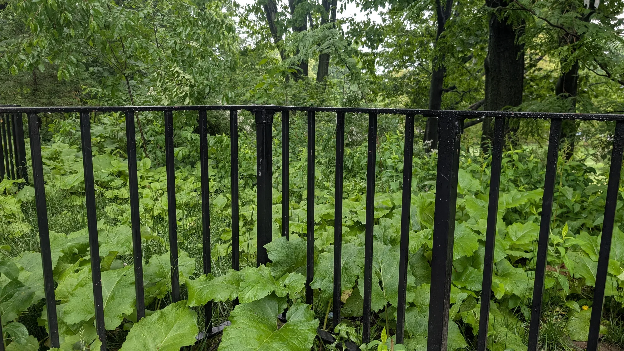 fence